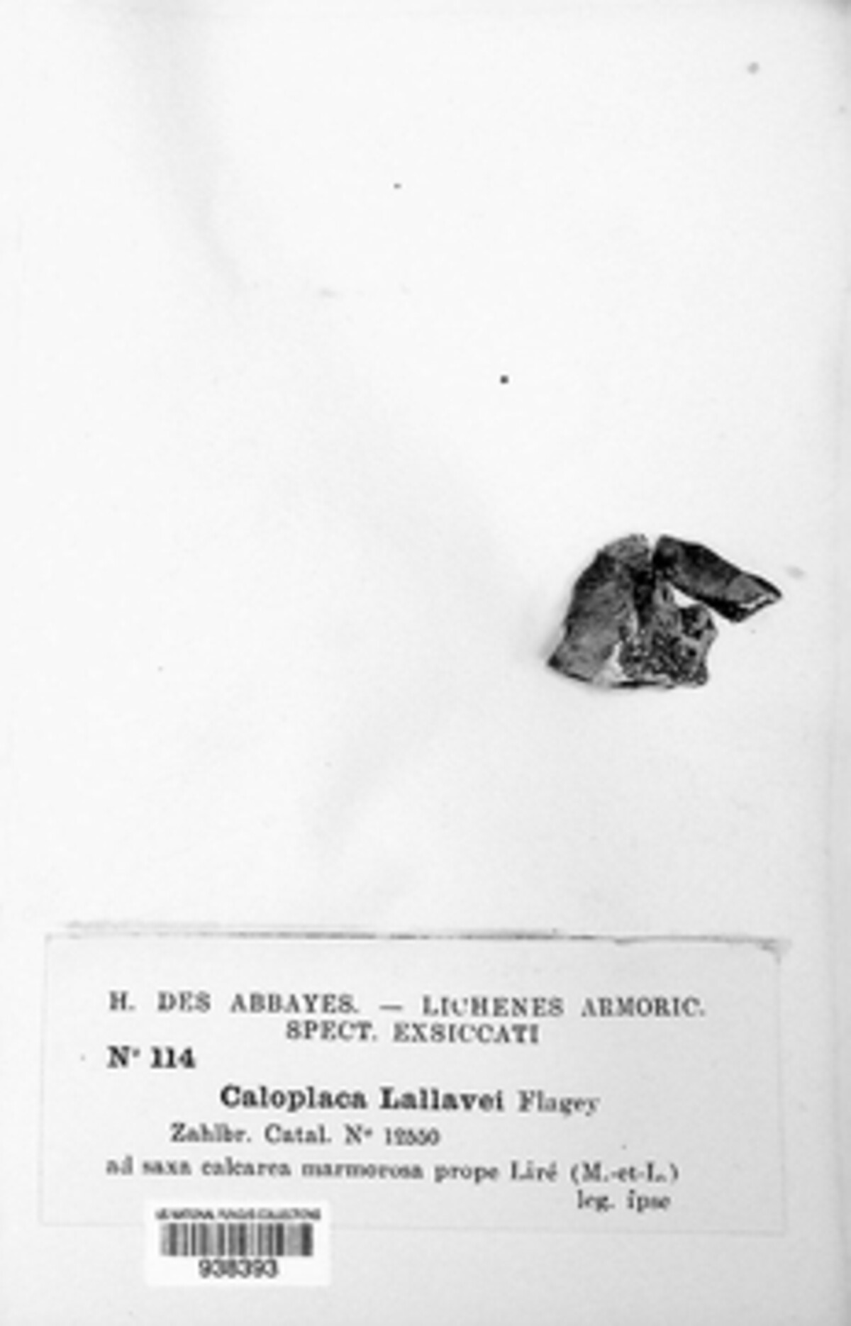 Kuettlingeria teicholyta image
